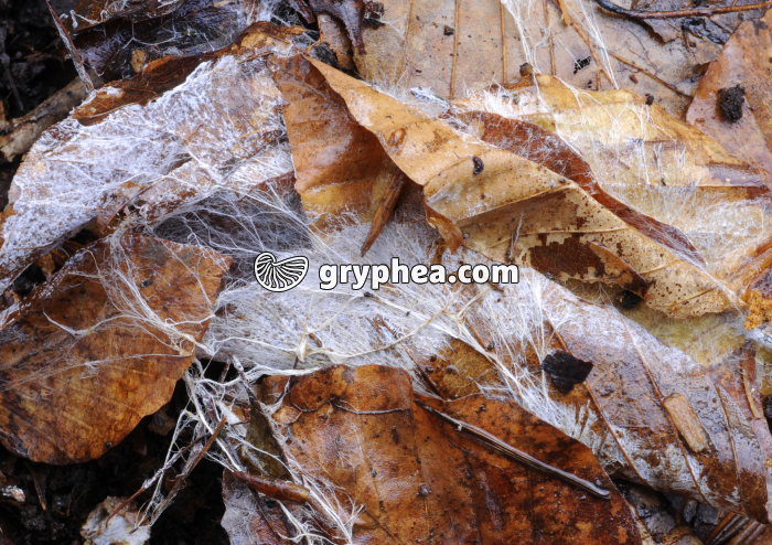 Feuilles et mycélium - gryphea.org